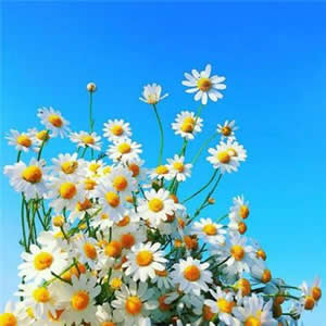 1扬尼斯阿德托昆博1